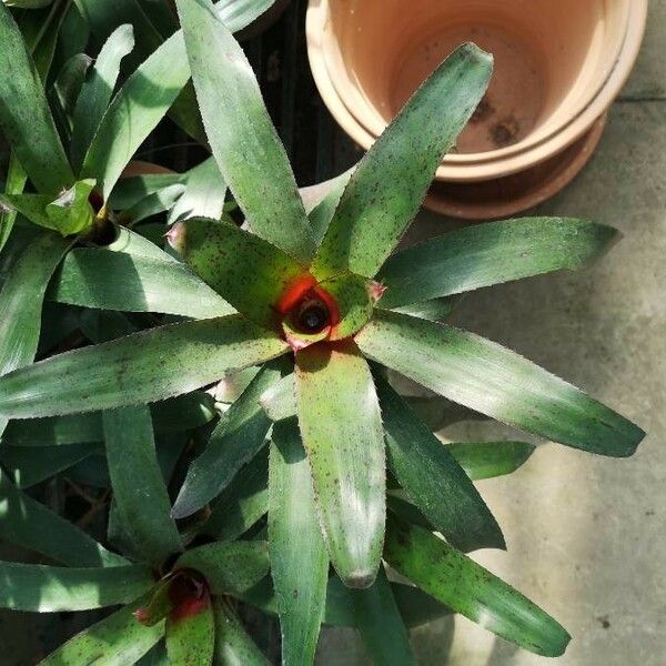 Aechmea nudicaulis 叶