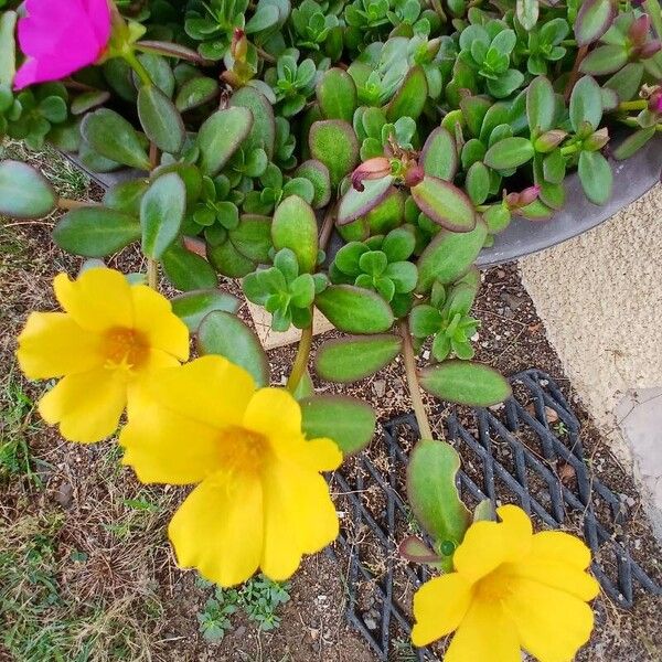 Portulaca umbraticola عادت