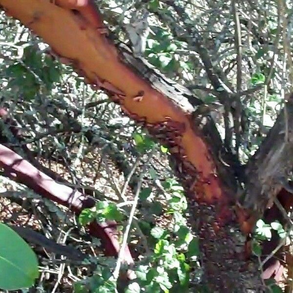 Arbutus menziesii Bark