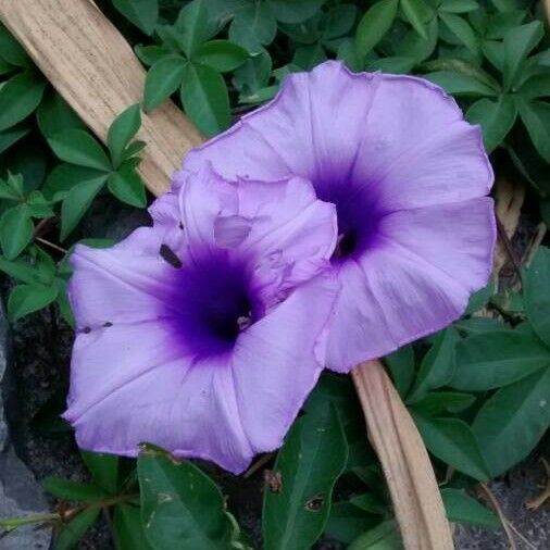 Ipomoea cairica Цвят