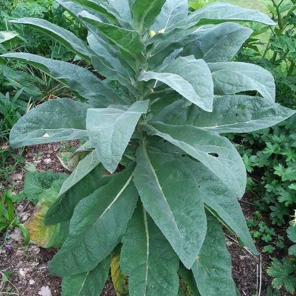 Verbascum phlomoides Leaf