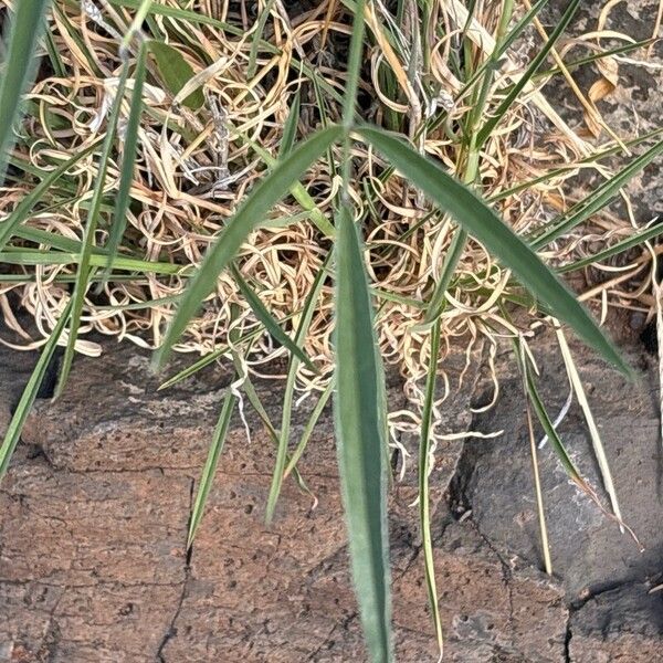 Tetrapogon villosus List