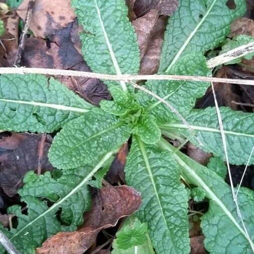 Dipsacus fullonum Leaf