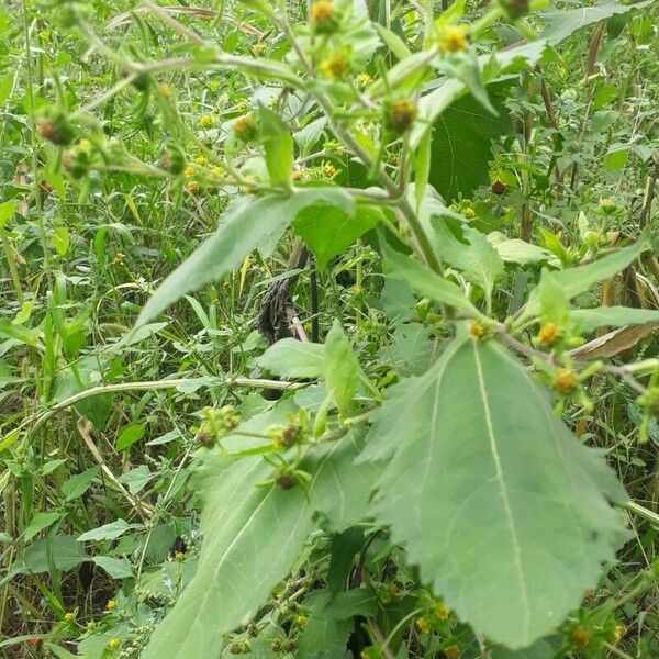 Sigesbeckia orientalis Hostoa