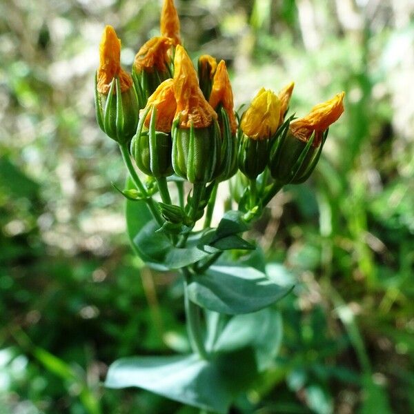 Blackstonia perfoliata Flower