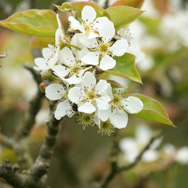 Pyrus pyrifolia Квітка