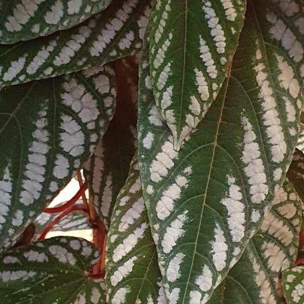 Begonia brevirimosa Leaf
