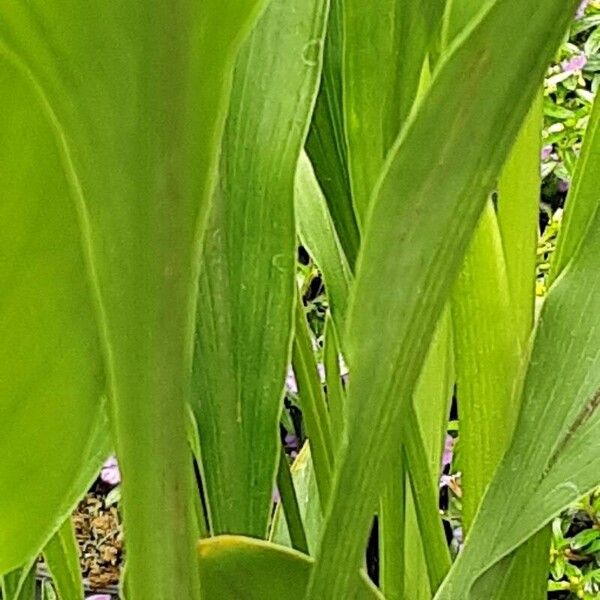 Curcuma alismatifolia 葉