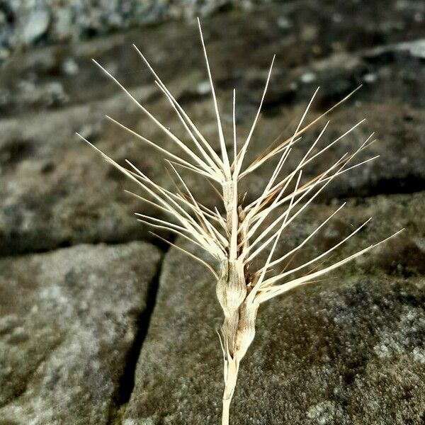 Aegilops geniculata Fruit