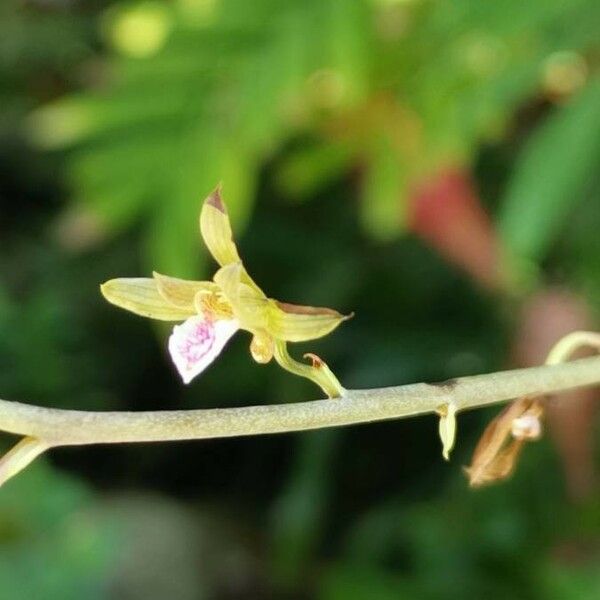 Eulophia graminea Çiçek