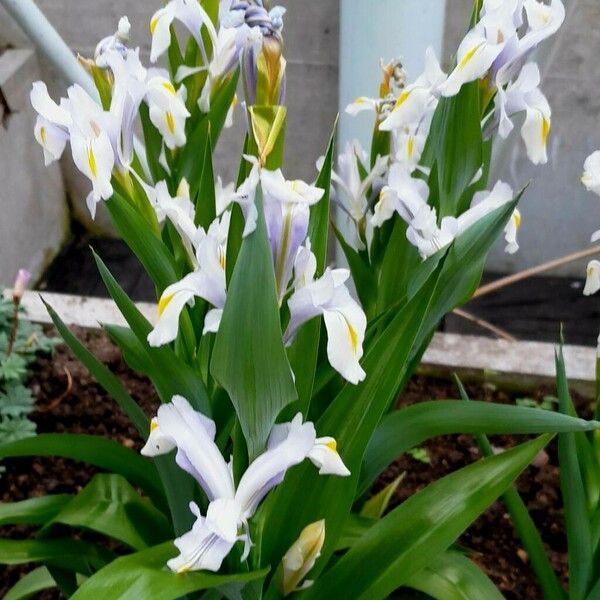 Iris cristata Flower