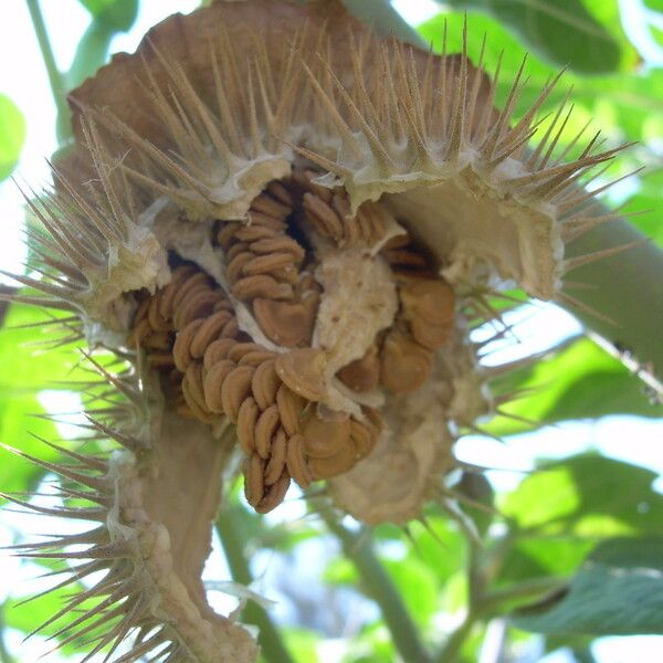 Datura wrightii Meyve