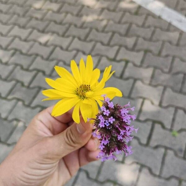 Helianthus × laetiflorus Flower