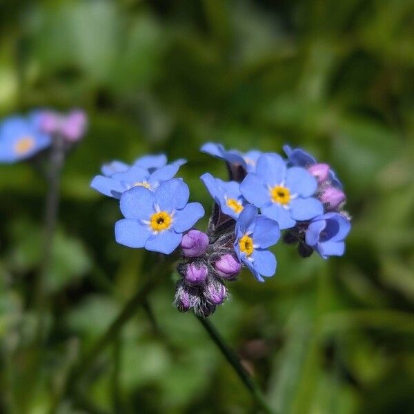 Myosotis alpestris 花