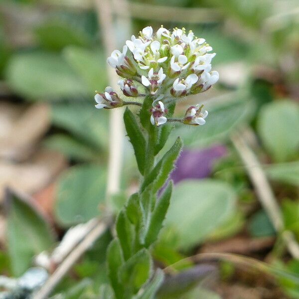 Lepidium heterophyllum Habitus