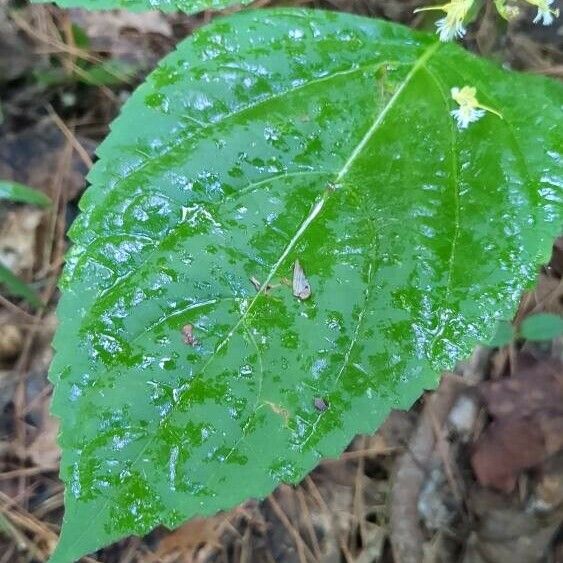 Collinsonia canadensis Leaf