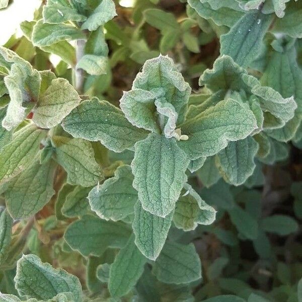 Cistus crispus Lehti