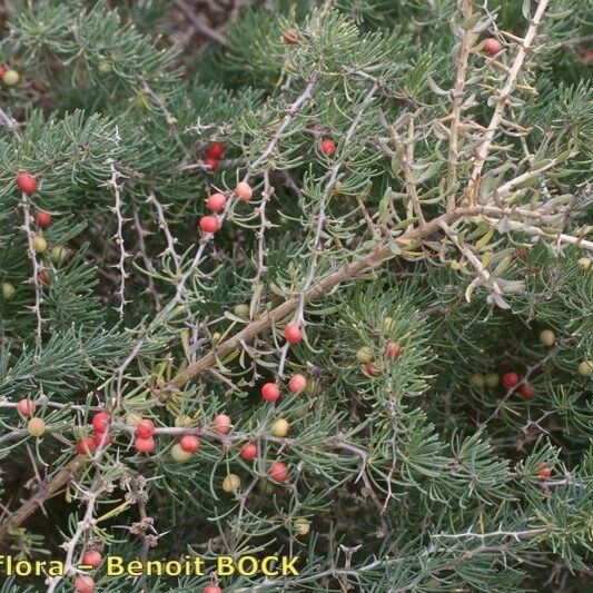 Asparagus pastorianus