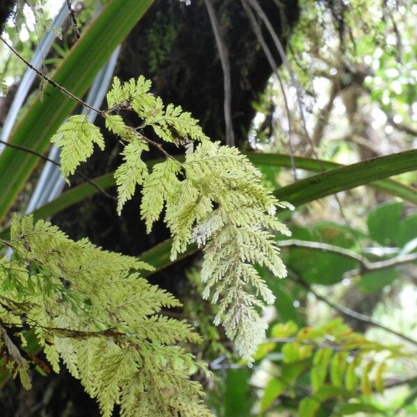 Hymenophyllum inaequale Leaf