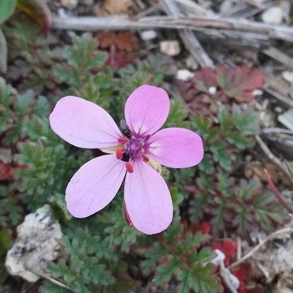 Erodium cicutarium Floro