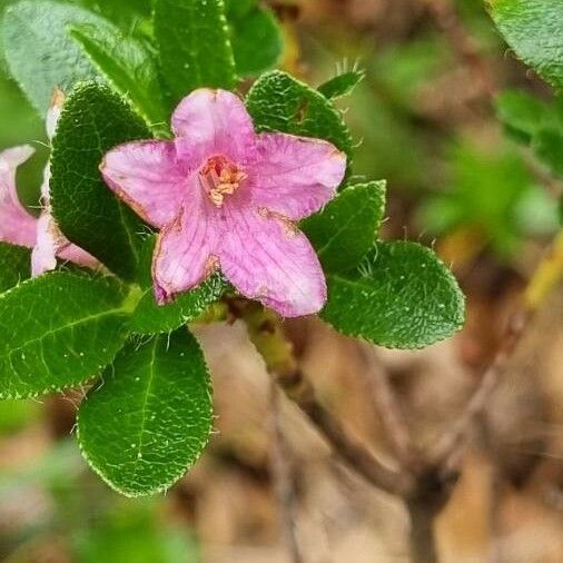 Rhododendron hirsutum 花