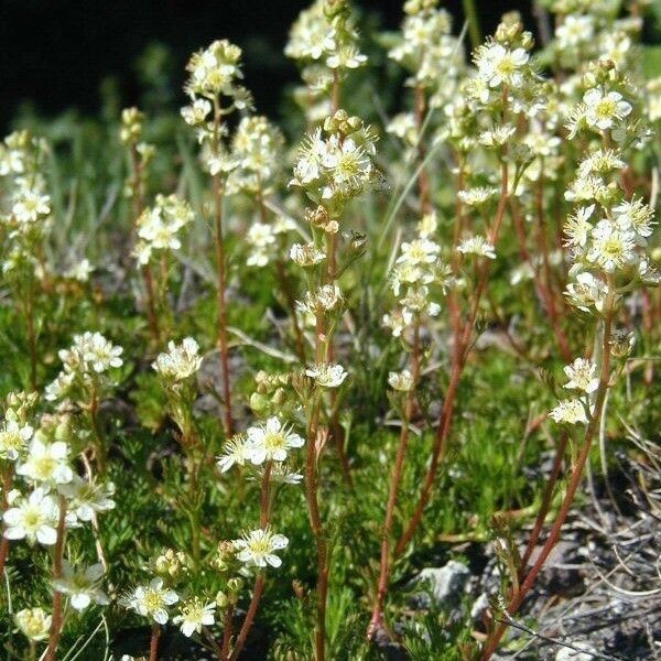 Luetkea pectinata 整株植物