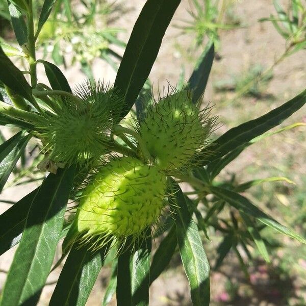 Gomphocarpus fruticosus Hedelmä