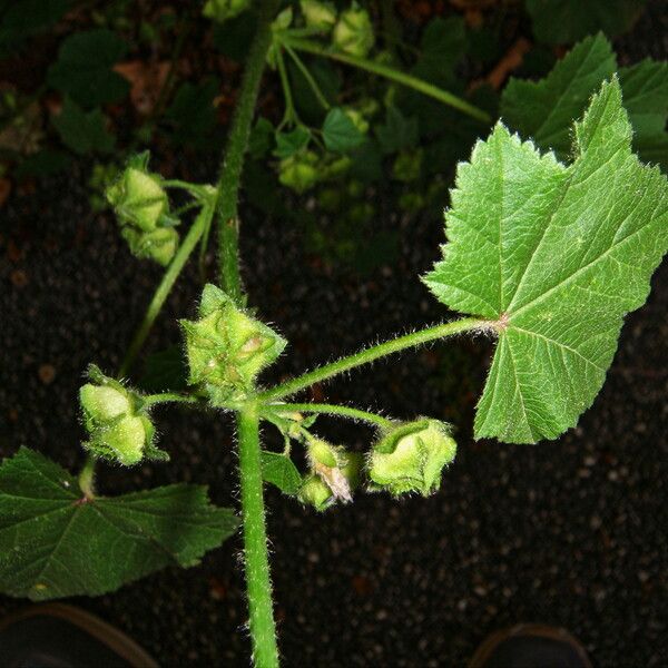 Malva sylvestris Habitus