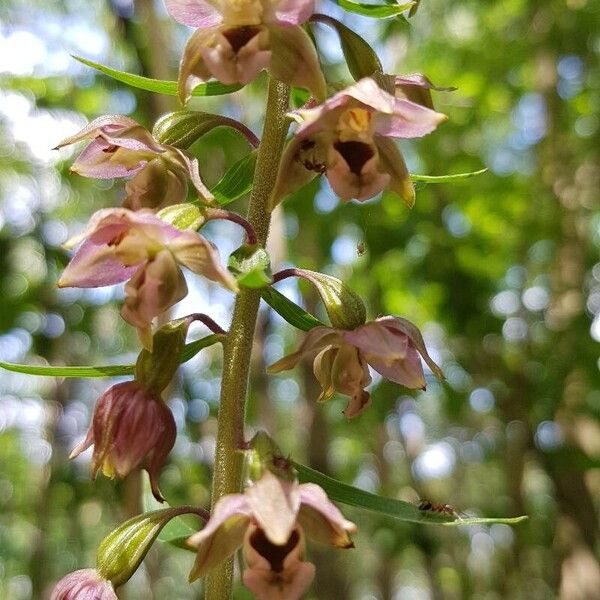 Epipactis helleborine Blomma