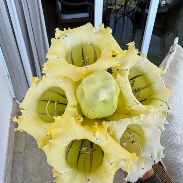 Solandra grandiflora Blüte