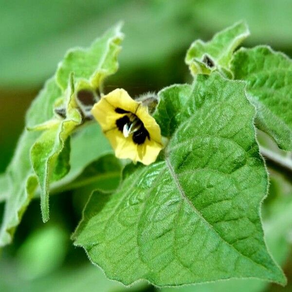 Physalis peruviana Feuille