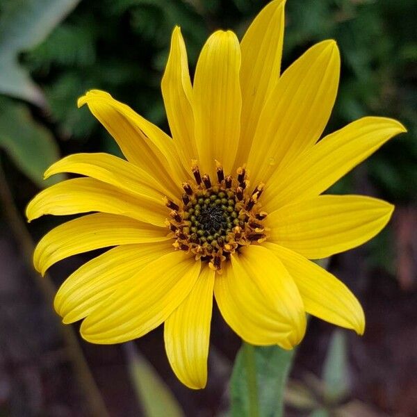 Helianthus × laetiflorus 花