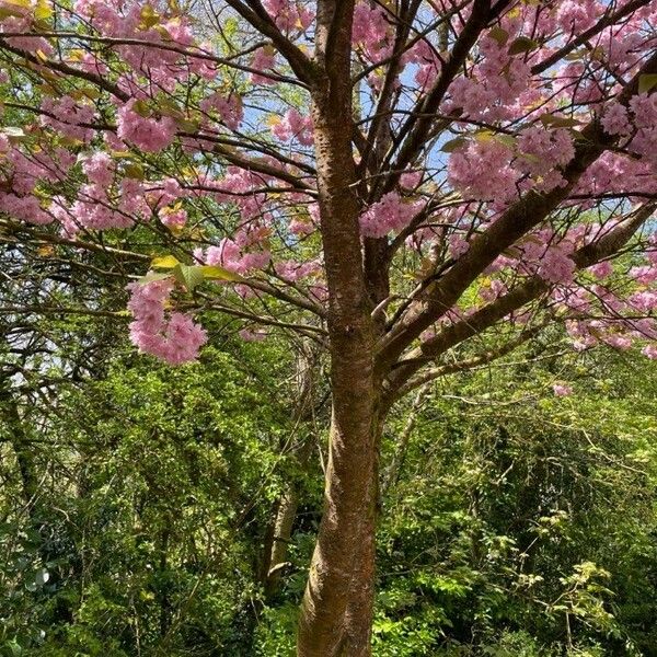 Prunus serrulata Habit