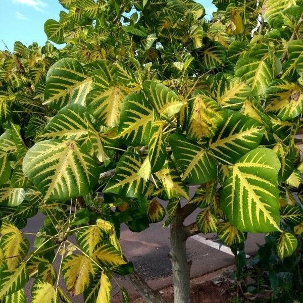 Erythrina variegata Habitat