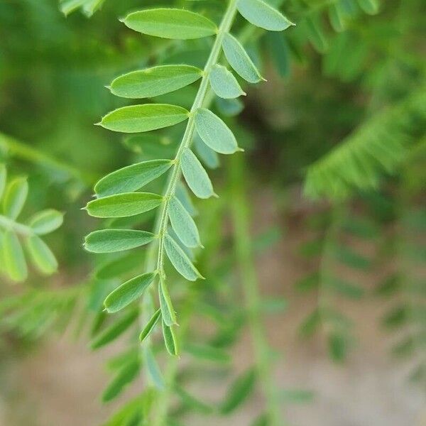 Vicia ervilia पत्ता