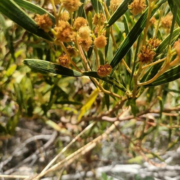 Acacia cyclops Flower