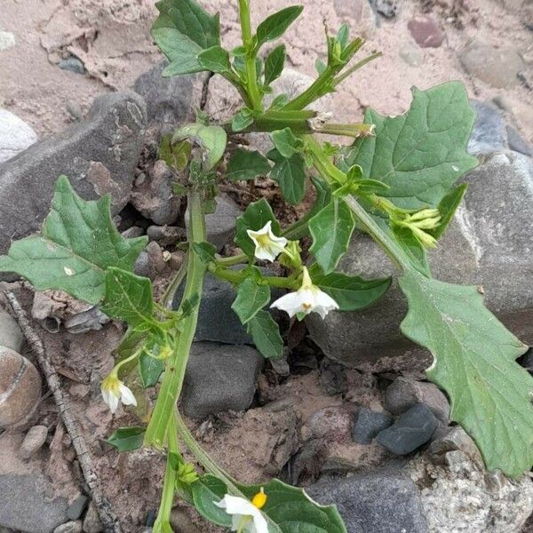 Solanum caesium Hábito