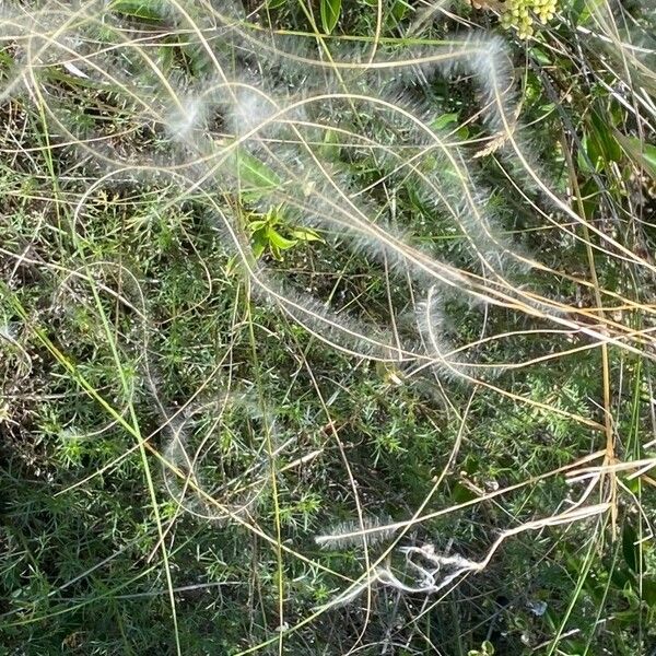 Stipa pennata Hedelmä