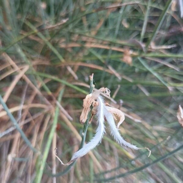 Genista radiata Flower