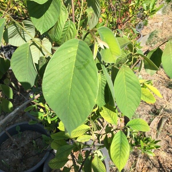 Annona senegalensis 葉