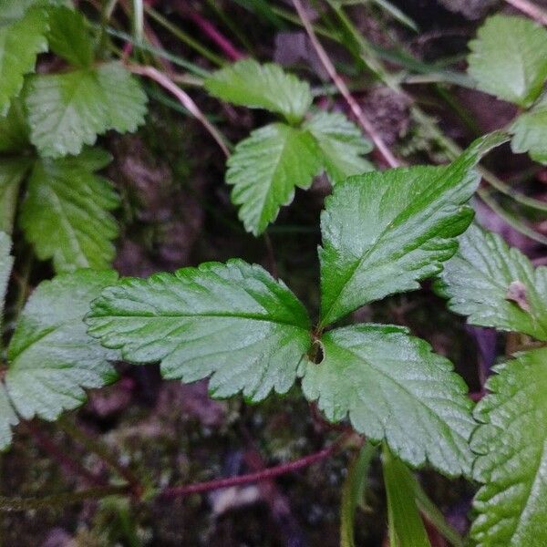 Potentilla indica Frunză