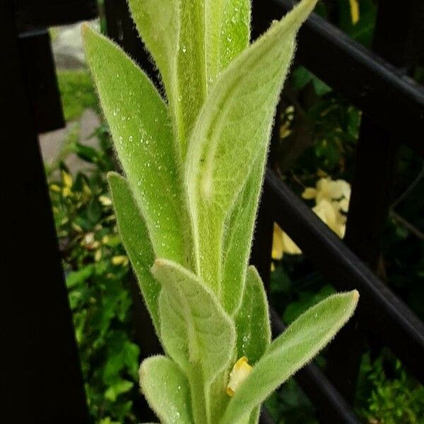 Verbascum thapsus Écorce