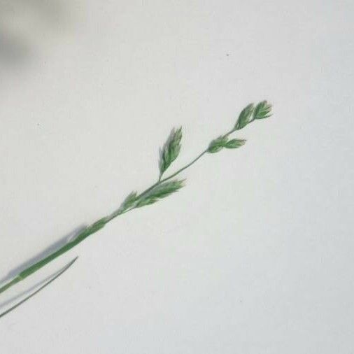 Poa compressa Flower