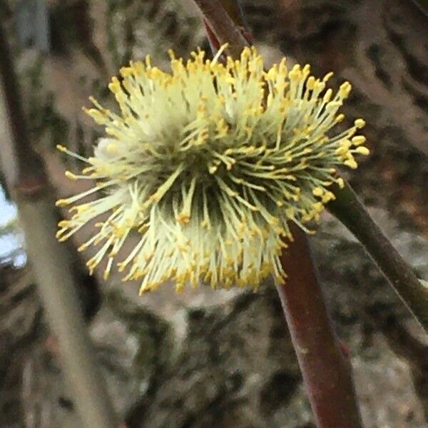 Salix daphnoides Blomma