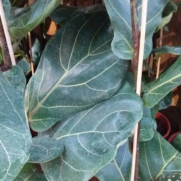 Ficus lyrata 葉