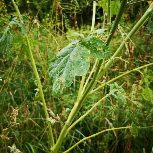 Rhamphospermum nigrum Leaf