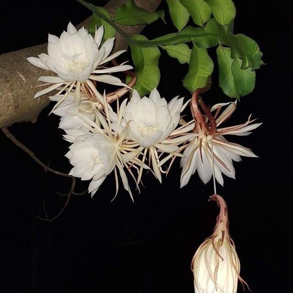 Epiphyllum oxypetalum Flower