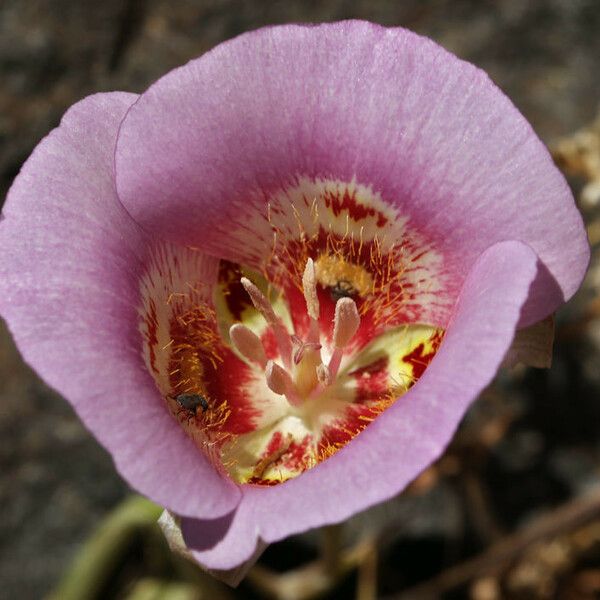 Calochortus venustus Virág