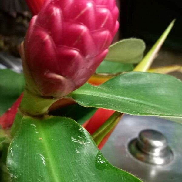 Costus woodsonii Blüte