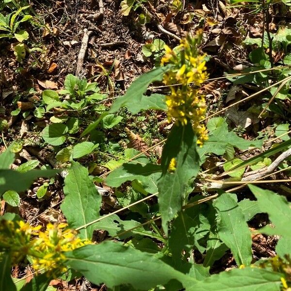 Solidago flexicaulis ഇല